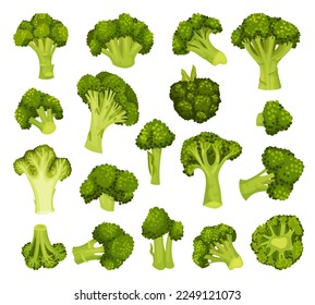 Broccoli Green Vegetable with Cabbage Head Big Vector Set