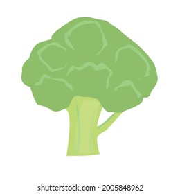 Broccoli is green. Vegetable for a healthy diet.