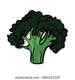 Broccoli green vegetable isolated vector illustration