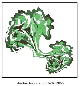 Broccoli. Greenery. Cabbage. Cauliflower. Isolated images of vegetables on a white background from a set about proper nutrition, veganism and vegetarianism. You can move and rotate each element.