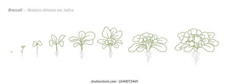 Broccoli Growth Stages from Seed to Mature Plant Vector Illustration for Agribusiness and Crop Planning