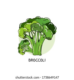 Broccoli hand draw illustration. Broccoli isolatet. Green fresh broccoli.