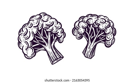 Broccoli hand drawing. vector illustration vegetables. Hand drawn vector gastronomy illustration, for cafe, menu, cuisine. Agricultural product