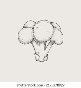 Broccoli hand drawing, vector illustration. Vegetable in graphic style. Isolated Broccoli. Vegetarian product. A product on the agricultural market.