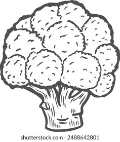 Ilustración vectorial de dibujo a mano de brócoli.