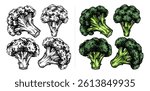 Broccoli hand drawn illustration set. Broccoli engraving botanical drawing collection