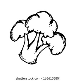 
Broccoli hand drawn illustration vector sign and symbol
