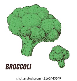 Broccoli hand drawn vector illustration. Engraved image. Broccoli vegetable hand drawn.