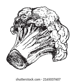 Broccoli hand drawn vector illustration. Vegetable engraved style.