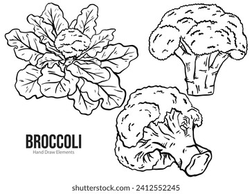 Broccoli hand drawn vector illustration. Simple hand drawn style objects. Set of Broccoli isolated. Detailed vegetarian food images. Agricultural market products. Healthy food