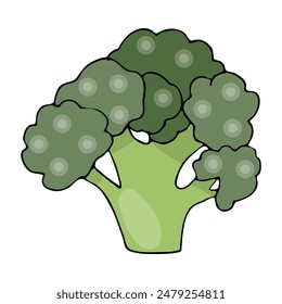 Broccoli hand drawn vector illustration isolated on white background. Colored broccoli icon.