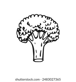 Broccoli. Hand drawn vector illustration.