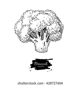 Broccoli hand drawn vector illustration. Vegetable engraved style illustration. Isolated Broccoli. Detailed vegetarian food drawing. Farm market product. 