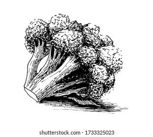 Ilustraciones de vector dibujadas a mano en brócoli. Objetos de estilo con grabado vegetal. Dibujo detallado de comida vegetariana. Producto del mercado agrícola. 