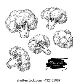 Broccoli hand drawn vector illustrations. Vegetable engraved style objects. Isolated Broccoli set. Detailed vegetarian food drawing. Farm market product. 