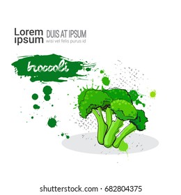 Broccoli Hand Drawn Watercolor Vegetable On White Background With Copy Space Vector Illustration