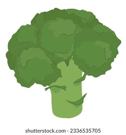 Broccoli with head and stem. Vector illustration in a flat style. Fresh raw vegetable green tree cabbage. Vector illustration isolated on white background in cartoon style.