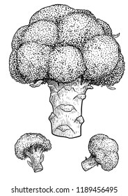 Broccoli illustration, drawing, engraving, ink, line art, vector