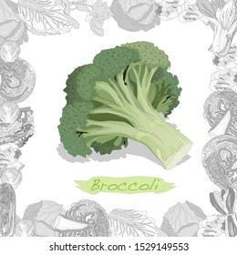 Broccoli illustration isolated on white background. Vector image.