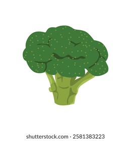 broccoli illustration isolated on white background