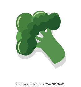 Broccoli illustration. Organic vegetable. Agriculture product. Healthy food. Diet food. Food illustration.