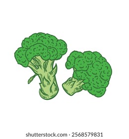 Broccoli image in engraving style on a white background. Organic food, healthy food, packaging image.