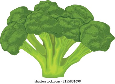 Broccoli. Image of ripe broccoli. Vitamin vegetable. Organic food. Green broccoli. Vector illustration isolated on a white background