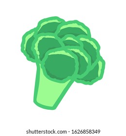 Broccoli isolated cruciferous vegetables green crispy for a healthy diet. Vector hand drawn illustration on white background.