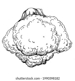 Broccoli Isolación ilustración a mano. Estilo grabado de verduras. Esbozar el dibujo de comida vegetariana. Producto del mercado agrícola. Lo mejor para el diseño logotipo, menú, etiqueta, icono, sello.