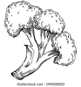 Broccoli Isolated hand drawn illustration. Vegetable engraved style. Sketch vegetarian food drawing. Farm market product. The best for design logo, menu, label, icon, stamp.
