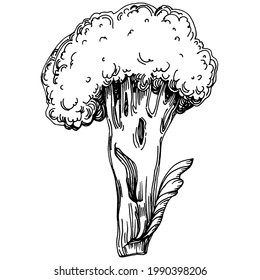 Broccoli Isolated hand drawn illustration. Vegetable engraved style. Sketch vegetarian food drawing. Farm market product. The best for design logo, menu, label, icon, stamp.