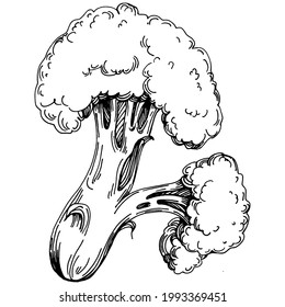 Broccoli Isolación ilustración a mano. Estilo grabado de verduras. Esbozar el dibujo de comida vegetariana. Producto del mercado agrícola. Lo mejor para el diseño logotipo, menú, etiqueta, icono, sello.