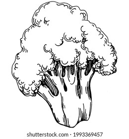 Broccoli Isolated hand drawn illustration. Vegetable engraved style. Sketch vegetarian food drawing. Farm market product. The best for design logo, menu, label, icon, stamp.