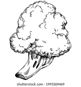 Broccoli Isolación ilustración a mano. Estilo grabado de verduras. Esbozar el dibujo de comida vegetariana. Producto del mercado agrícola. Lo mejor para el diseño logotipo, menú, etiqueta, icono, sello.