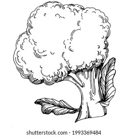 Broccoli Isolated hand drawn illustration. Vegetable engraved style. Sketch vegetarian food drawing. Farm market product. The best for design logo, menu, label, icon, stamp.