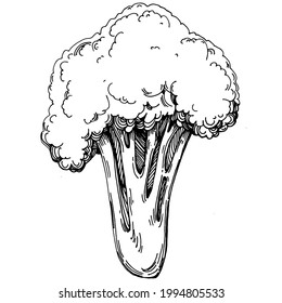 Broccoli Isolación ilustración a mano. Estilo grabado de verduras. Esbozar el dibujo de comida vegetariana. Producto del mercado agrícola. Lo mejor para el diseño logotipo, menú, etiqueta, icono, sello.