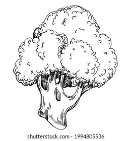 Broccoli Isolación ilustración a mano. Estilo grabado de verduras. Esbozar el dibujo de comida vegetariana. Producto del mercado agrícola. Lo mejor para el diseño logotipo, menú, etiqueta, icono, sello.