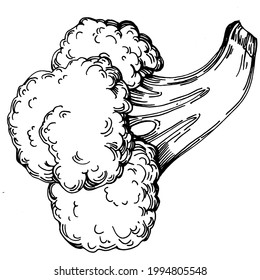 Broccoli Isolación ilustración a mano. Estilo grabado de verduras. Esbozar el dibujo de comida vegetariana. Producto del mercado agrícola. Lo mejor para el diseño logotipo, menú, etiqueta, icono, sello.