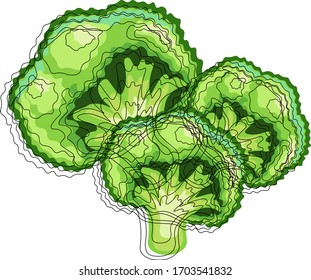 Broccoli isolated on white background. Vector illustration. 