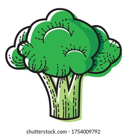 Broccoli isolated on white background. Vector illustration of vegetable.