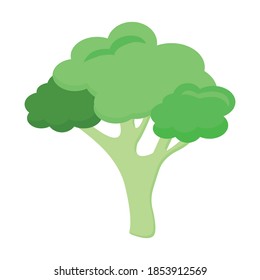 Broccoli isolated on white background. Vector illustration of a fresh vegetable in a flat style.