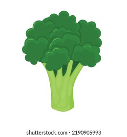 Broccoli isolated on white background. Fresh broccoli in flat style