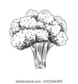 Broccoli isolated on white background. Hand drawn cauliflower. Black and white vegetable. Food drawn with hatching. Sketch of broccoli