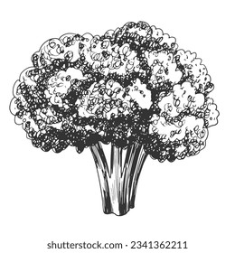 Broccoli isolated on white background. Hand drawn cauliflower. Black and white vegetable. Food drawn with hatching. Sketch of broccoli