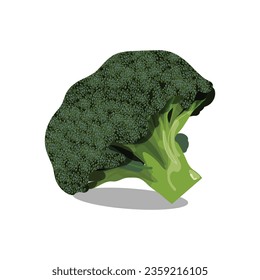 broccoli isolated on white background 