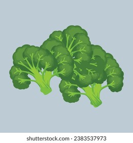 Brocoli aislado en el fondo blanco. Ilustración vectorial de una verdura fresca en un estilo plano.
