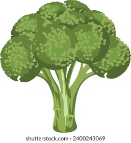 Brocoli aislado en fondo blanco