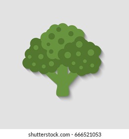 Broccoli isolated on white background. Vector illustration. 