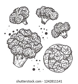 Broccoli isolated set. Hand drawn vector illustration. Can be used for street festival, farmers market, country fair, shop, menu, cafe, restaurant, poster, banner.