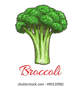 Broccoli leafy cabbage vegetable. Vegetarian fresh food product element for sticker, grocery shop, farm store element